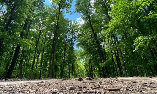 Terra Rosa Proiect - Amenjamente silvice, amenajarea padurilor, cadastru si topografie, proiecte de mediu/consultanta si proiectare împăduriri.